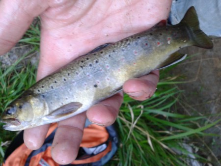 Tout de suite relâchée